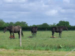 Mare & Foal Livery