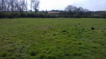 Paddock weeds