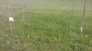 Trial Plot