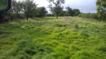 Before Topping with Tractor Mounted Flail
