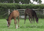 Complete Foaling Service