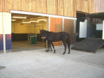 Handling of Youngstock